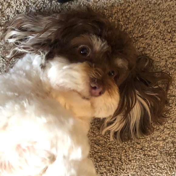 Meet your Posher, Kimberly - Picture 4 of 7